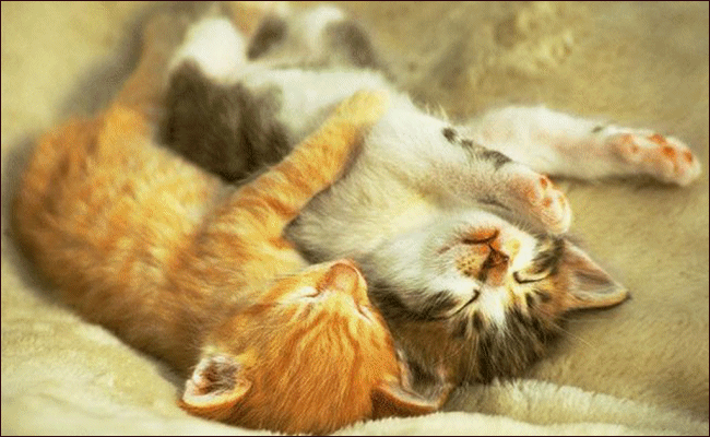 ils sont trop chou : Vous en pensez qoi ???
