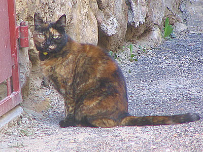 mon chat Coline