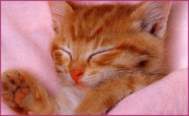 cha tout mignon