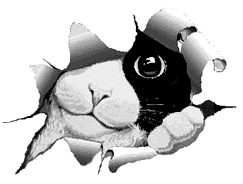 chatchat